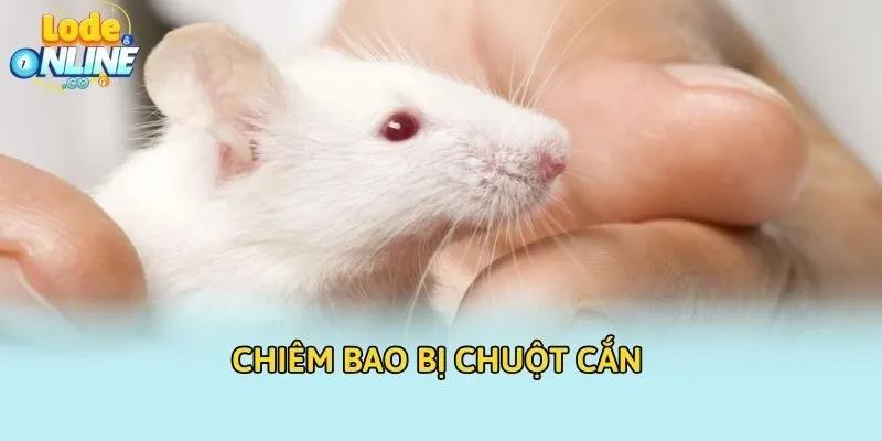 Chiêm bao bị chuột cắn 