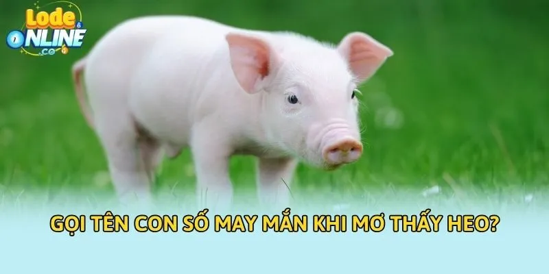 Gọi tên con số may mắn khi mơ thấy heo?